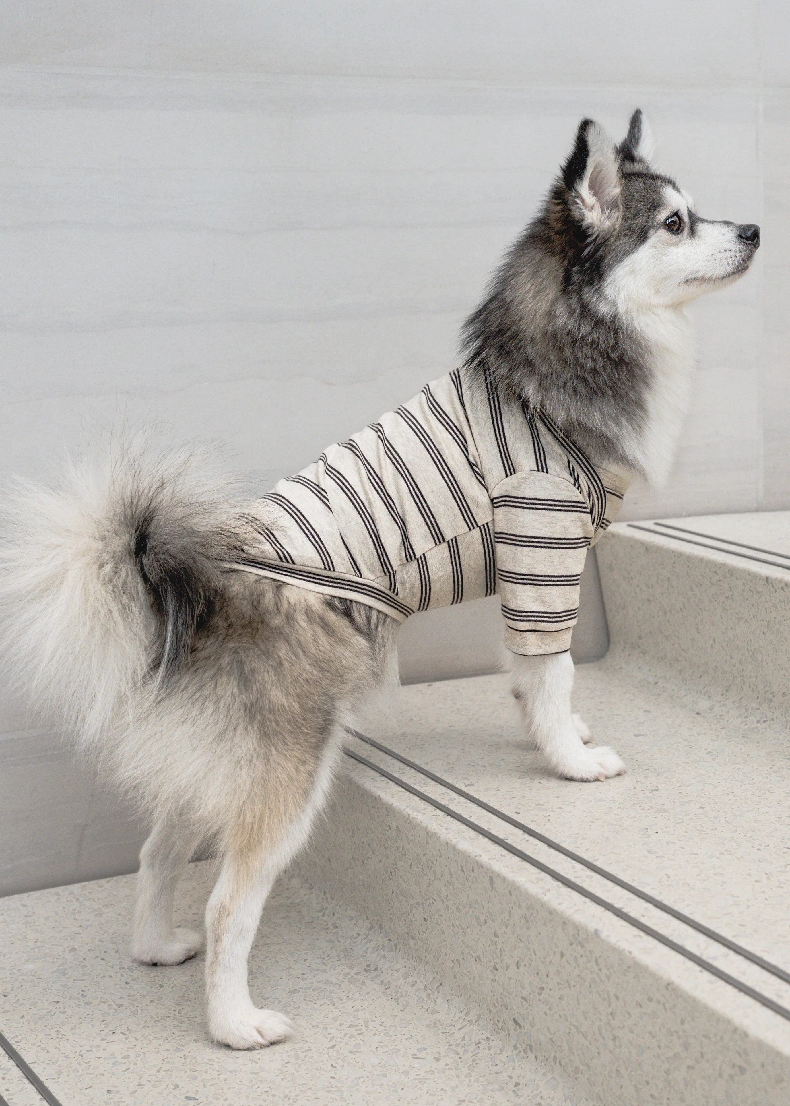 Chelsea Dog Tee - Earth