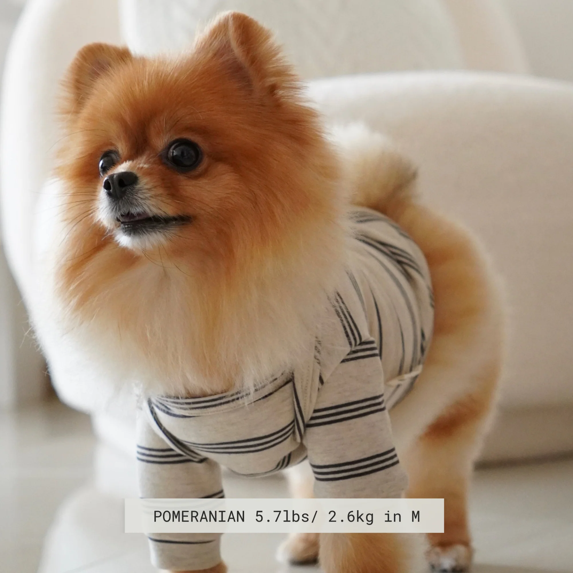 Chelsea Dog Tee - Earth - Image 2