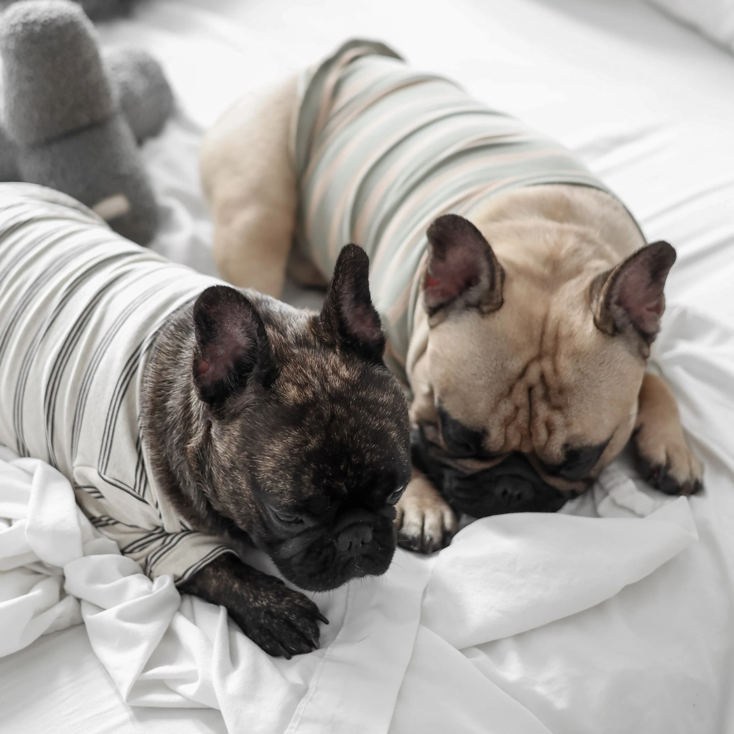 Chelsea Dog Tee - Earth - Image 6