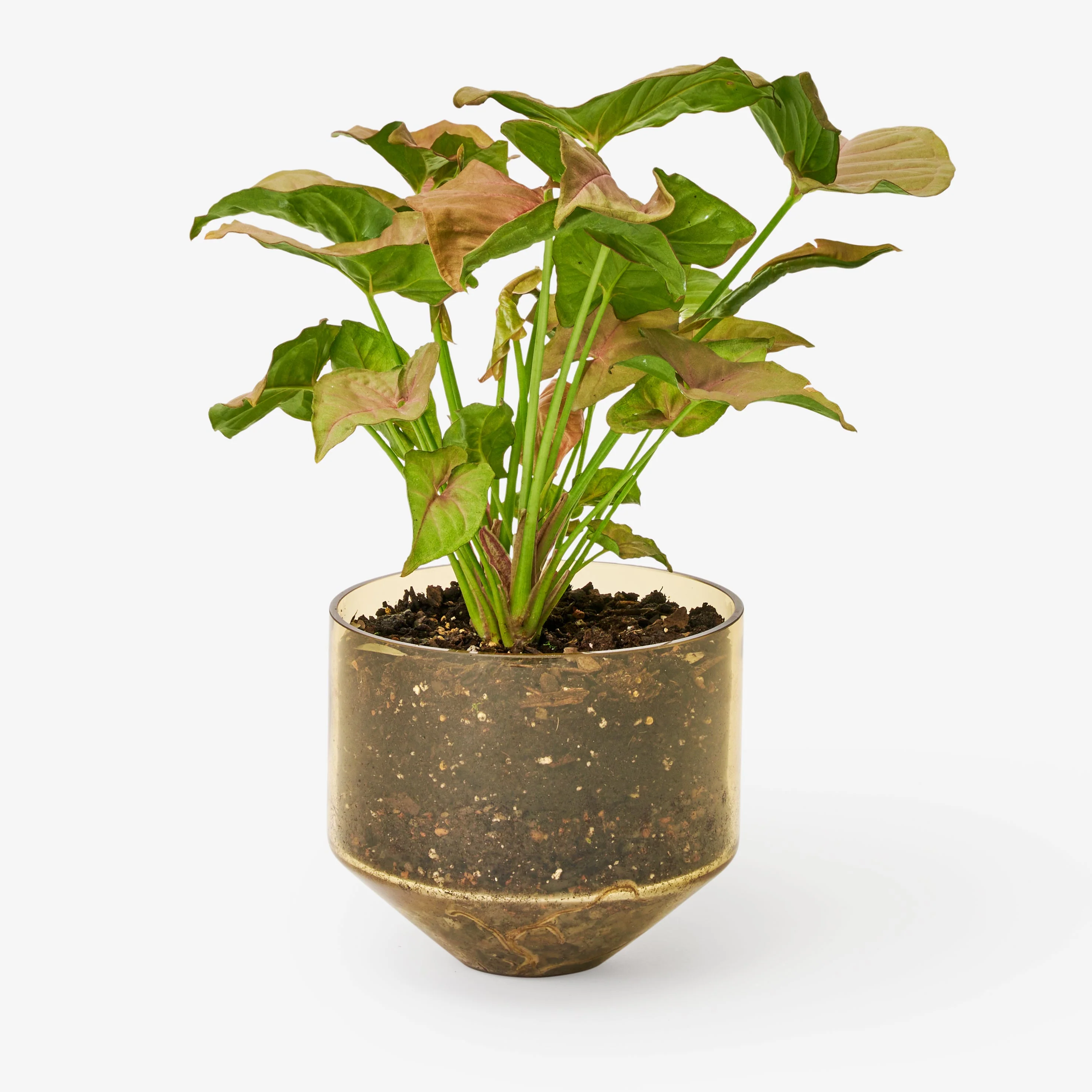 Model Three Planter - Amber - Image 3